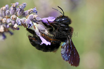 Bolsena  Italien  Blaue Holzbiene sammelt Necktar aus einer Lavendelbluete