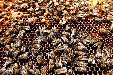 Berlin  Deutschland  Honigbienen auf einer Brutwabe