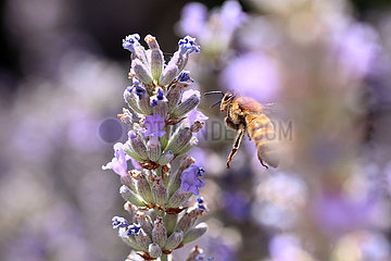 Bolsena  Italien  Honigbiene fliegt eine Lavendelbluete an