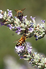 Bolsena  Italien  Honigbienen saugen Nektar aus Lavendelblueten