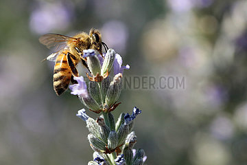 Bolsena  Italien  Honigbiene saugt Nektar aus einer Lavendelbluete