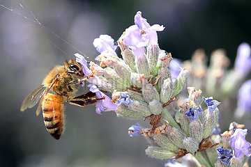 Bolsena  Italien  Honigbiene saugt Nektar aus einer Lavendelbluete