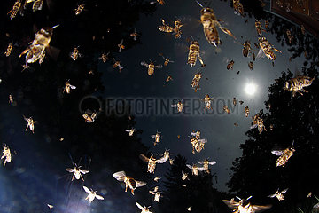 Berlin  Deutschland  Honigbienen im Flug