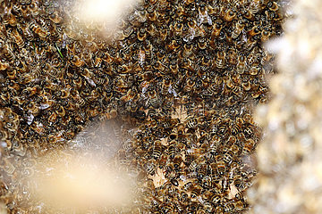 Berlin  Deutschland  Honigbienen