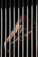 Iffezheim  Pferd schaut durch das Gitter seiner Box