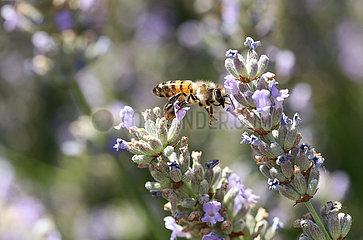 Bolsena  Italien  Honigbiene fliegt eine Lavendelbluete an