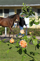 Iffezheim  Pferd zeichnet sich schemenhaft hinter einem Rosenstrauch ab