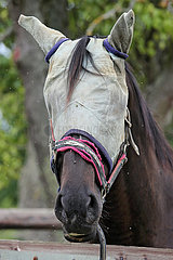 Gestuet Westerberg  Pferd traegt eine Fliegenschutzmaske