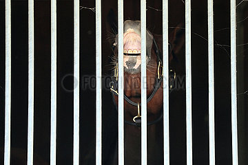 Iffezheim  Pferd schaut flehmend durch das Gitter seiner Box