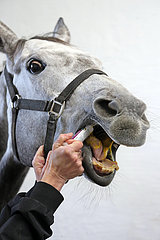 Vogelsdorf  Deutschland  Pferd wird oral eine Vitaminpaste verabreicht