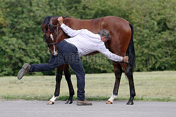 Gestuet Westerberg  Pferd beisst einem Mann bei der Korrektur der Beinstellung fuer ein Standfoto in den Oberschenkel