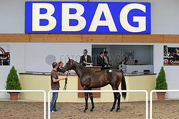Iffezheim  Symbolfoto: Pferdeauktion bei der BBAG. Lot 105  Vaquero im Auktionsring