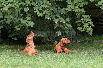 Ingelheim  Deutschland  Hunde der Rasse Magyar Vizsla liegen im Gras