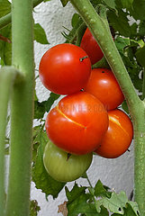 Neuenhagen  Deutschland  Tomaten wachsen an einer Staude