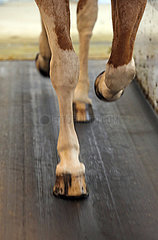 Neuruppin  Detailaufnahme: Pferd trabt auf einem Laufband