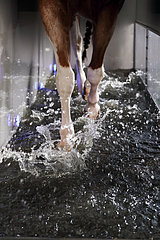 Neuruppin  Detailaufnahme: Pferd in einem Aquatrainer