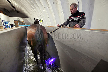 Neuruppin  Pferd bewegt sich unter Aufsicht in einem Aquatrainer