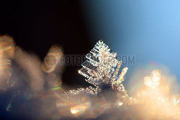 Berlin  Deutschland  Eiskristall in Form eines Tannenbaums leuchtet in der Sonne