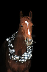 Muenchen  Pferd traegt einen Kranz mit silbernen Weihnachtskugeln und Sternen