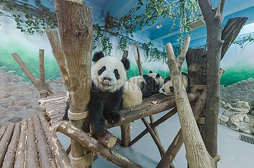 China. Sichuan. Chengdu-Forschungsbasis der riesigen Panda-Zucht. Panda Mei Lan zeigt uns die Zunge. Mondschein Kindergartenhaus für GI
