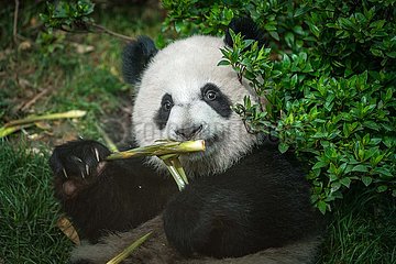 China. Sichuan. Chengdu-Forschungsbasis der riesigen Panda-Zucht. Panda isst Bambus