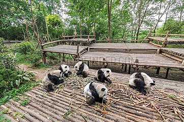 China. Sichuan. Chengdu-Forschungsbasis der riesigen Panda-Zucht. Pandas