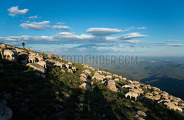 Frankreich. Gard (30) Transhumanz im Nationalpark Cevennes - Klettern zu Cap de Cote (Valleraugue)