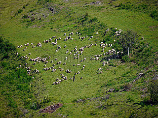 Frankreich. Gard (30) Herde und Shepherd in Aigoual - Bonperrier