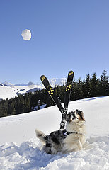 Frankreich  Haute-Savoie (74) Die legendäre Ski-Marke dynamisch von Ingrid Menet. Jean-Claud Killy  der berühmte französische Skifahrer  gewann mit diesen Skier viele Siege. Trek mit Dynamic Skitouren von Vrando. Lol der Hund von Ingrid