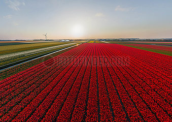 Holland. The country of tulips (aerial view)