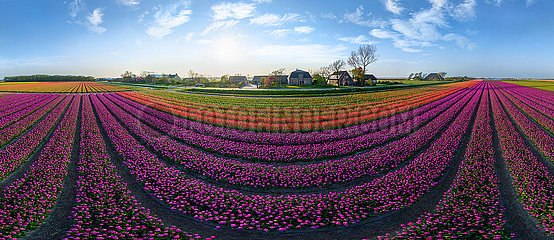 Nord-Holland. Das Land der Tulpen (Luftbild)