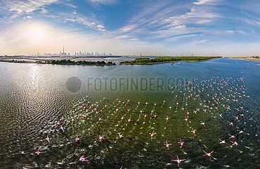 Vereinigte Arabische Emirate. Dubai. Flug von rosa Flamingos über der Lagune (Luftbild) und der Innenstadt des Dubs im Hintergrund