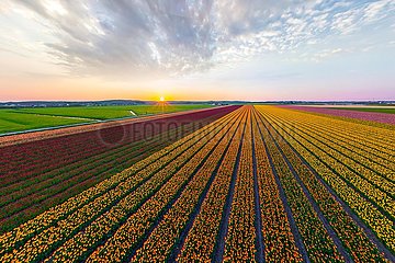 NIEDERLANDE. Callantoog. Luftbild von Feldern von mehrfarbigen Tulpen