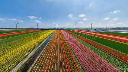 NIEDERLANDE. Burgervlotburg. Luftbild von Feldern der mehrfarbigen Tulpen-Niederlande. Burgervlotburg. Luftbild von Feldern von mehrfarbigen Tulpen