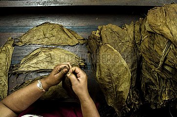 Indonesien-Yogyakarta-Zigarren-Produktion