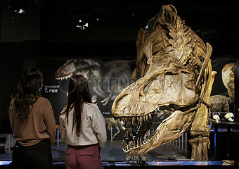 Kanada-Vancouver-Exhibition-Dinosaurier-T. REX.