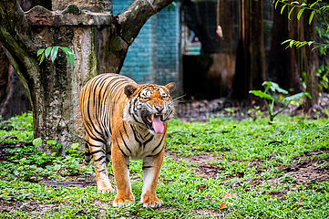 Malaysia-Kuala Lumpur-World Wildlife Day-Malayan Tiger