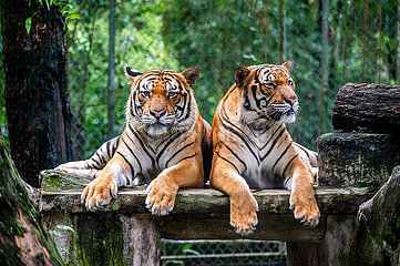 Malaysia-Zoo Negara-Malayan-Tiger