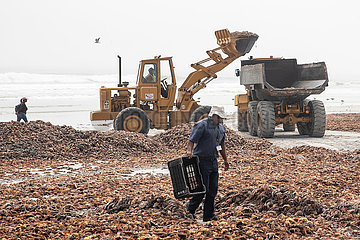 Südafrika-Western-Cape-West-Küste-Rock-Hummer-Clean-Up-Operationen