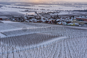 FRANCE  Alsace  Haut-Rhin (68)  Rorschwihr vineyard under the snow in winter