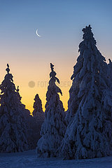 FRANCE  Alsace  Haut-Rhin (68)  Ballons des Vosges Regional Nature Park  Crescent moon above the snow-covered fir trees of Trois Fours at dawn