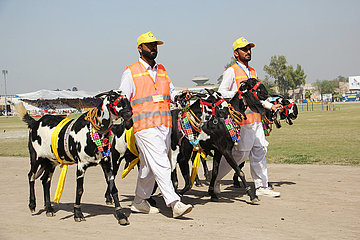 Pakistan-Lahore-Pferd und Viehshow