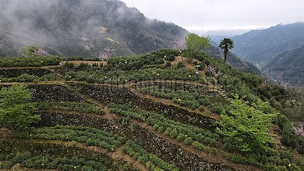 China-Anhui-Shexian-Tee Garten-ländliche Vitalisierung (CN)