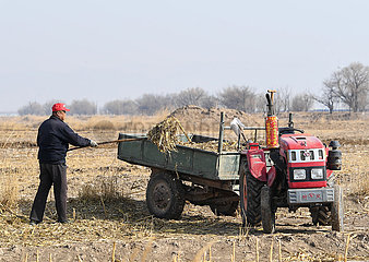 China-Inner-Mongolei-Hohhot-Spring-Farming (CN)