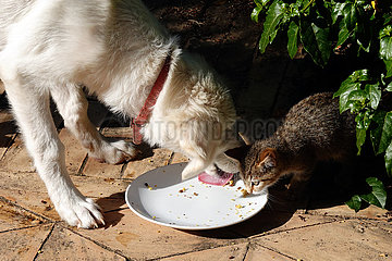 Bolsena  Italien  Hund und Katze fressen gemeinsam von einem Teller