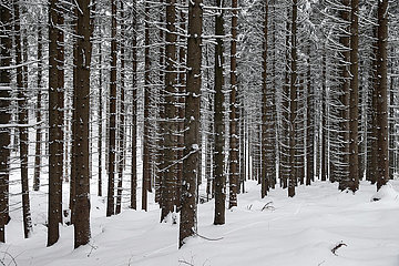 Kretscham  Deutschland  Nadelwald im Winter