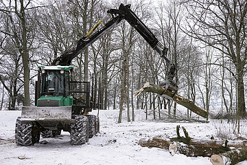 Graditz  Deutschland  Baumstamm wird im Winter auf einen Haenger geladen