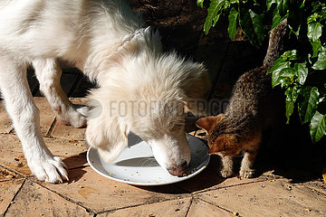 Bolsena  Italien  Katze schaut einem Hund beim Fressen von einem Teller zu