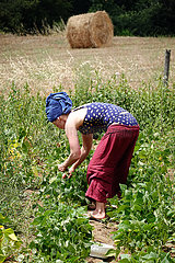 Bolsena  Italien  Frau pflueckt gruene Bohnen von einem Feld
