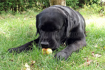 Neuenhagen  Deutschland  Labrador liegt im Garten und frisst einen faulen Apfel